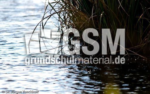 Nutria (19 von 25).jpg